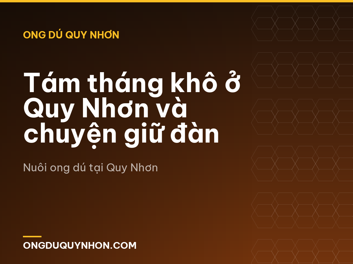 Tám tháng khô ở Quy Nhơn và chuyện giữ đàn